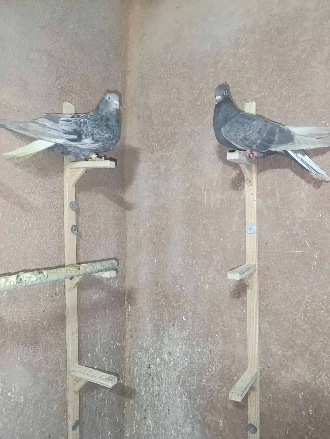 دم سفید|پرنده|شیراز, سعدیه شمالی|دیوار