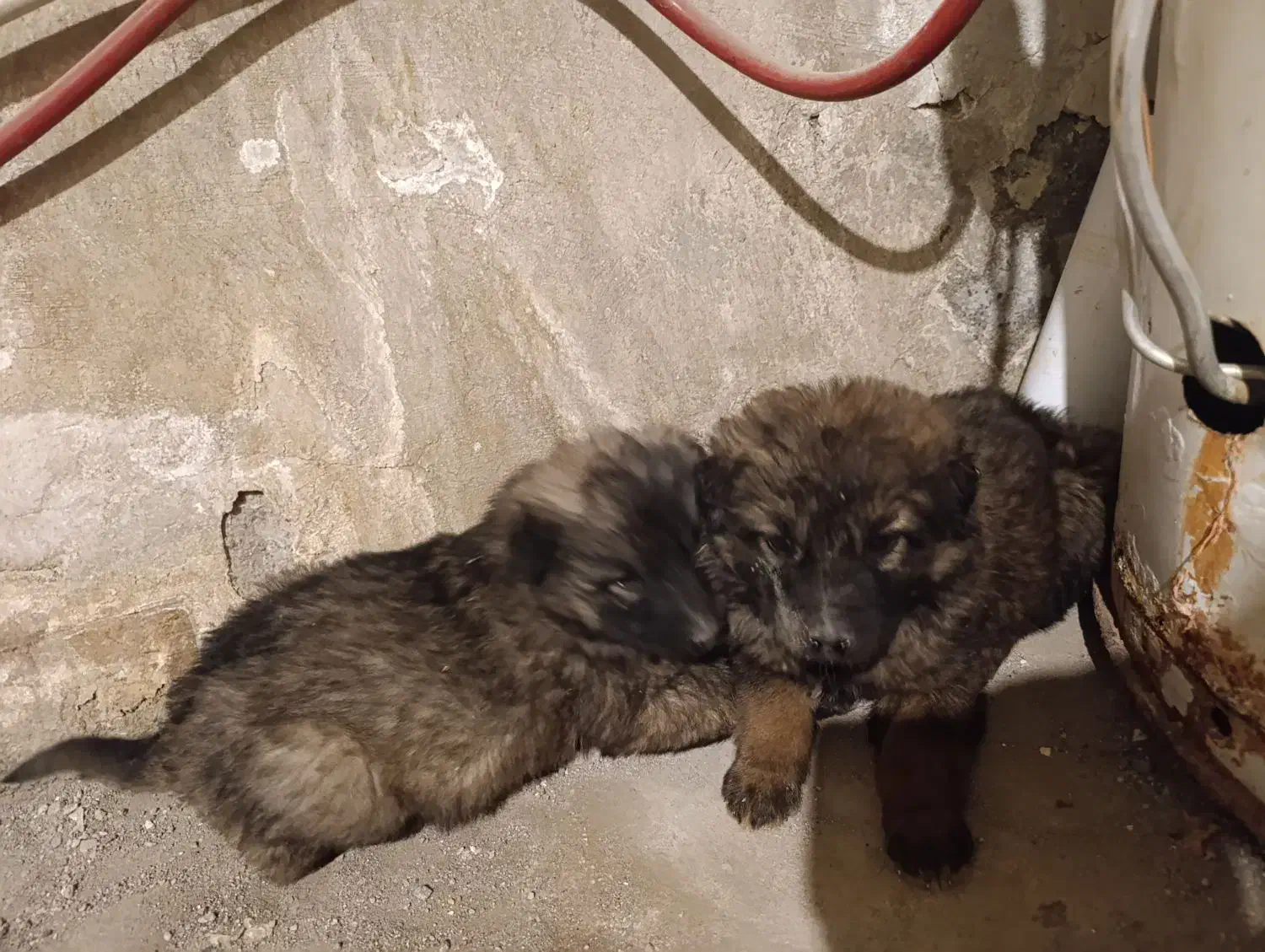 سگ از نژاد سرابی|سگ|تبریز, |دیوار