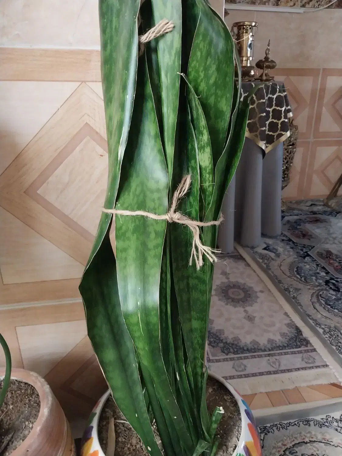 گل سانسوریا پوست ماری سانسوریا مهتابی سفید|گل و گیاه طبیعی|اسلام‌شهر, شهرک محمدیه|دیوار