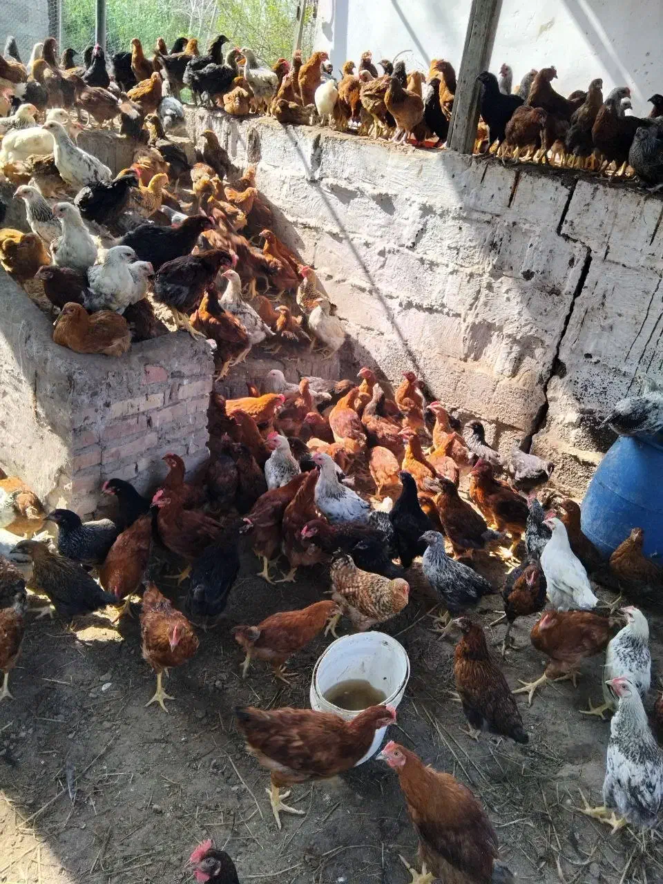 نیمچه گلپایگانی|حیوانات مزرعه|رشت, کوی عرفان|دیوار