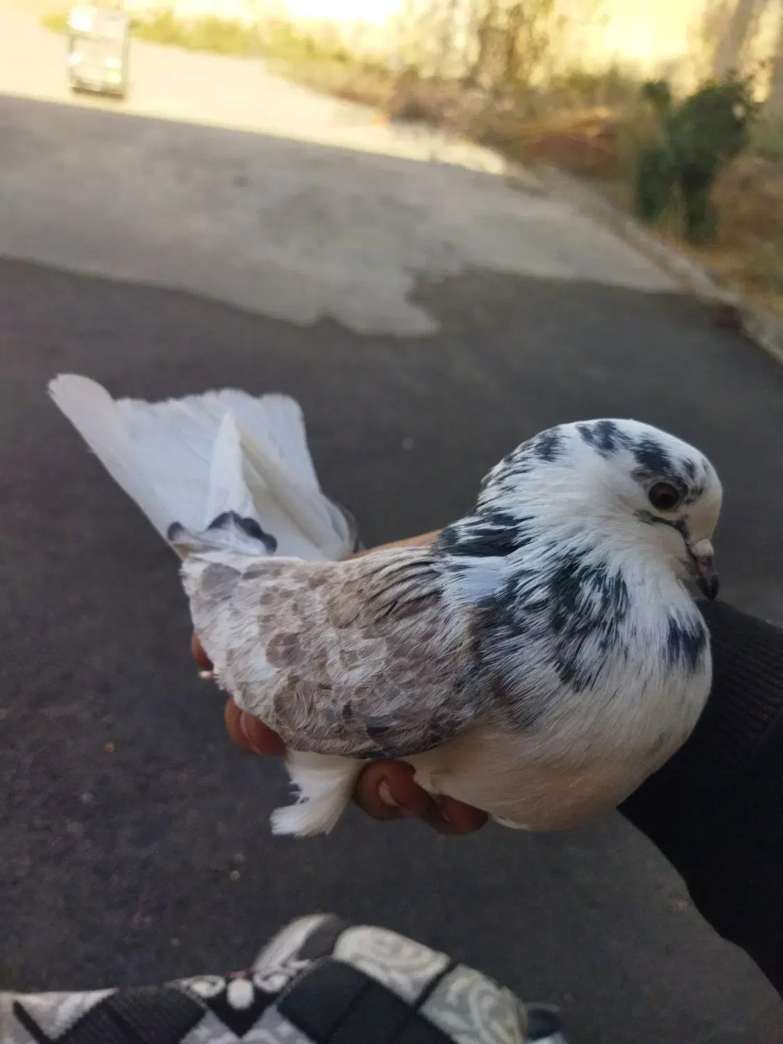 یه جفت کفتر عالی|پرنده|قرچک, پارس سرام|دیوار