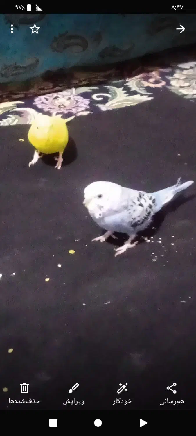 مرغ عشق|پرنده|میرجاوه, |دیوار