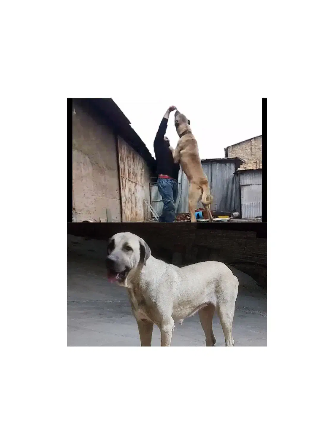 واگذاری سرابی خالص سرابی پژدردوبرمن خونگی|سگ|کرمانشاه, |دیوار