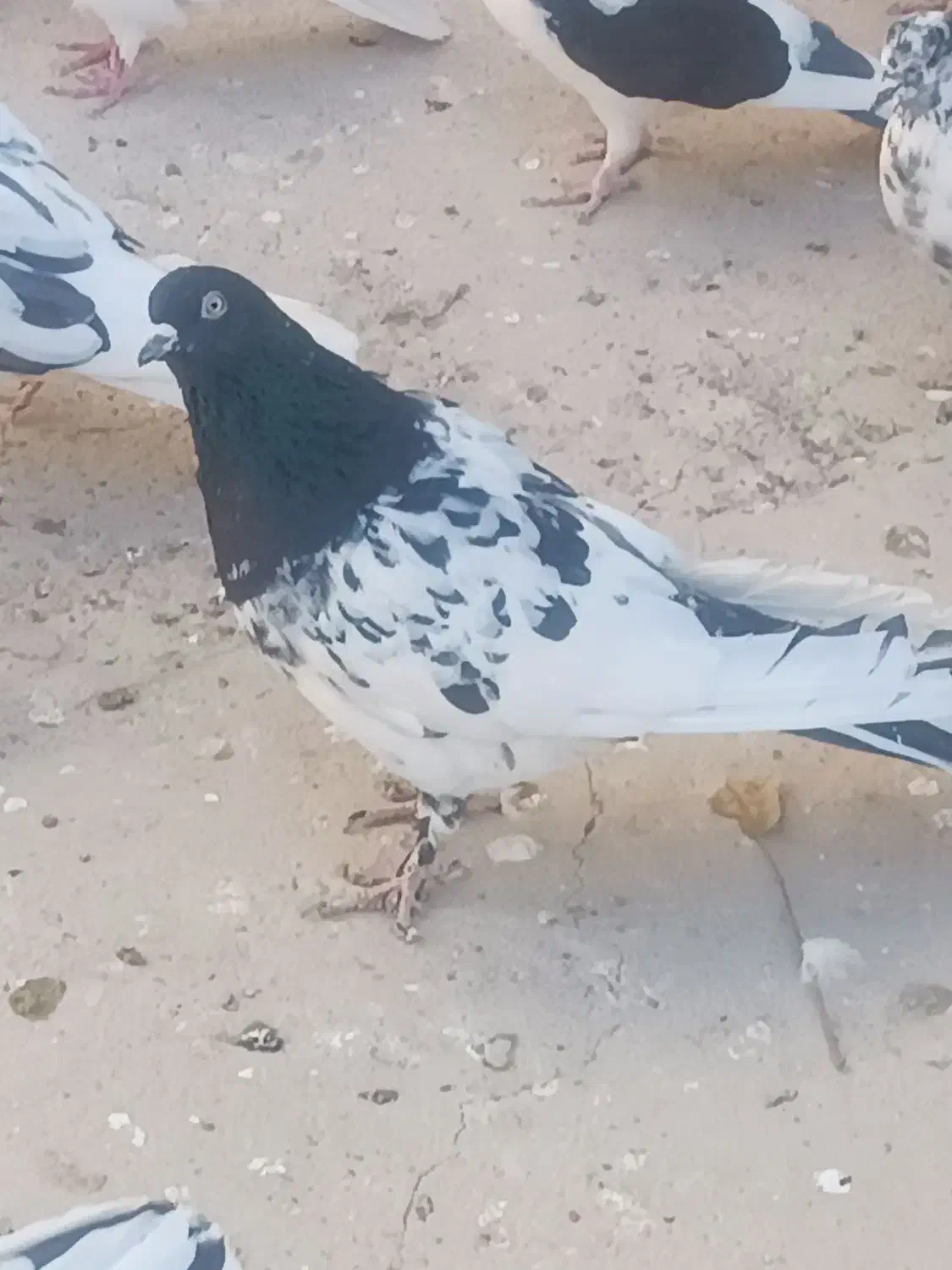 کبوتر شازده کله سیاه|پرنده|قم, انسجام|دیوار