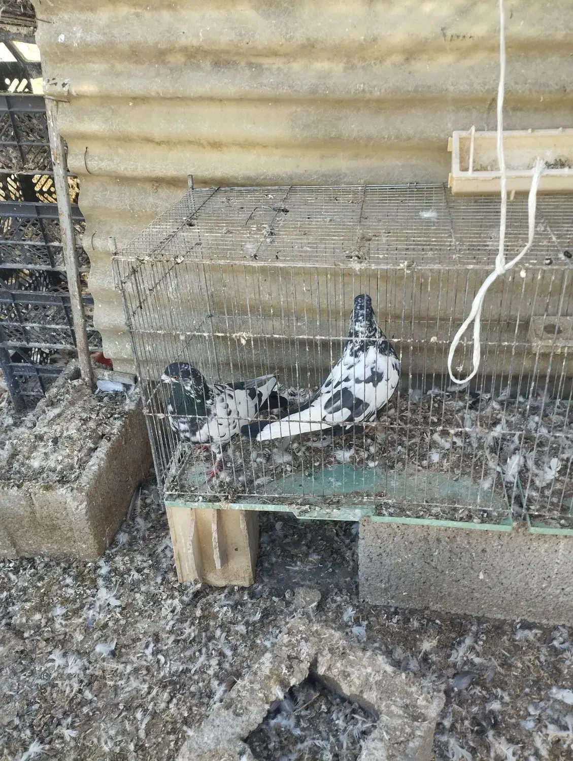 قارنی قره پرشی و ۳۰دنه آتیلما|پرنده|مشگین شهر, |دیوار