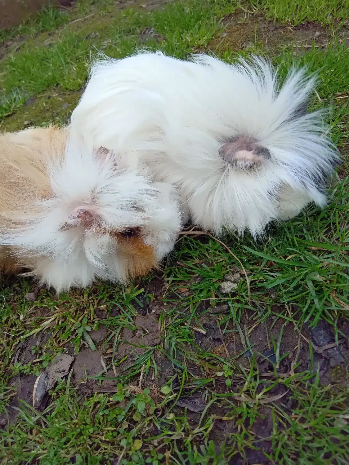 خوکچه فشن هندی|موش و خرگوش|کوچصفهان, |دیوار