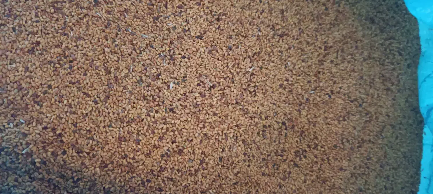 بذریونجه مغان درجه یک با تناژت بالا|خدمات باغبانی و درختکاری|قشلاق دشت, |دیوار