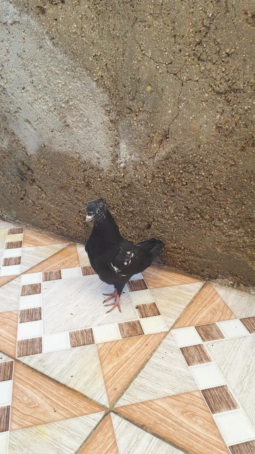 کبوتر|پرنده|بندر امام خمینی, |دیوار