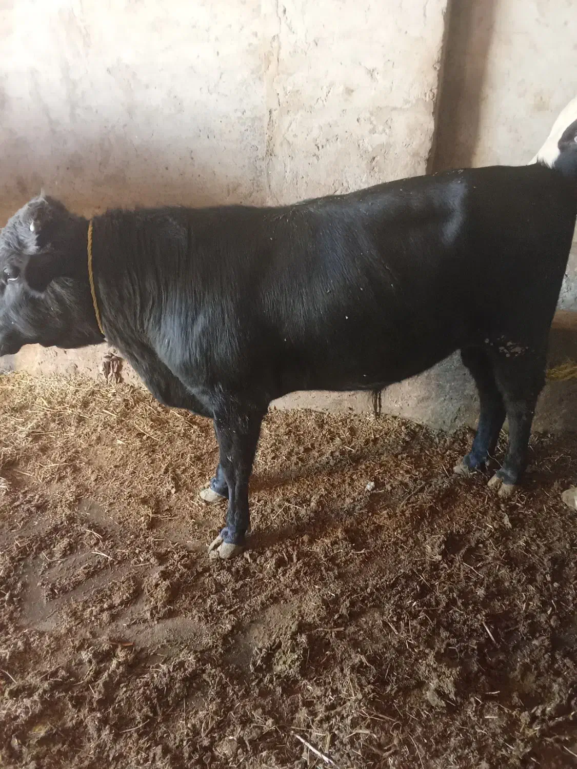 گوساله نر گوشتی|حیوانات مزرعه|فیروزآباد (آذربایجان), |دیوار