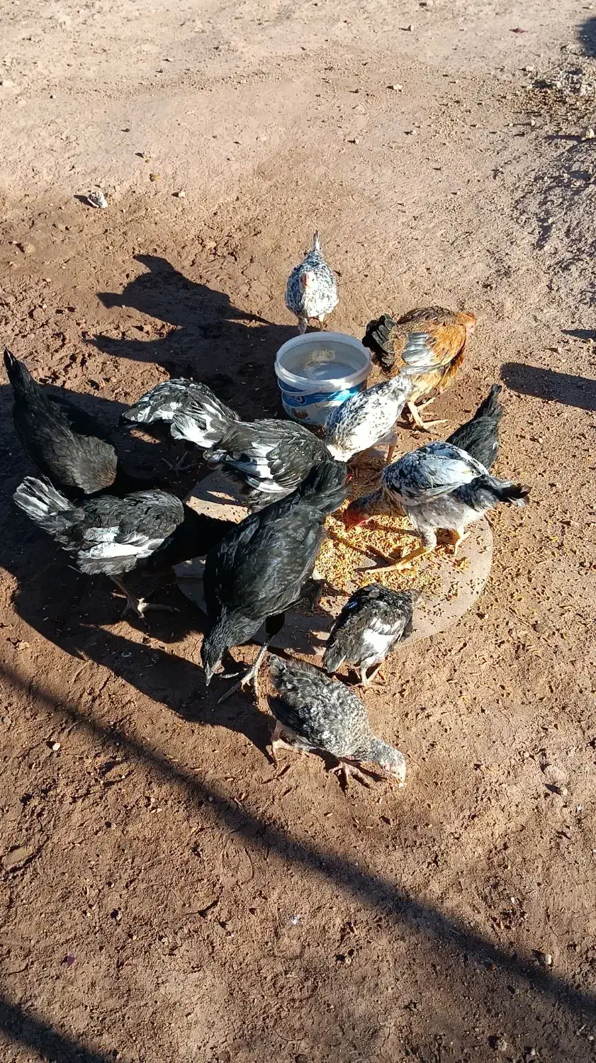 جوجه مرغ و خروس دانه ای ۲۰۰ و ۳۰۰|حیوانات مزرعه|حمیل, |دیوار