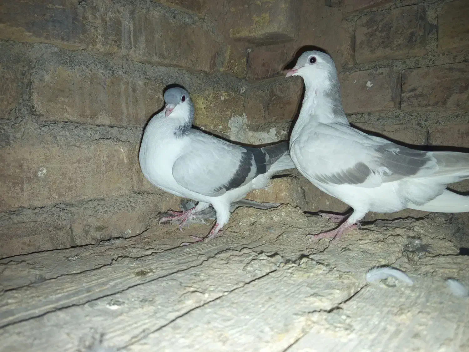 بد رنگ سوسنی و کبود|پرنده|اشتهارد, |دیوار