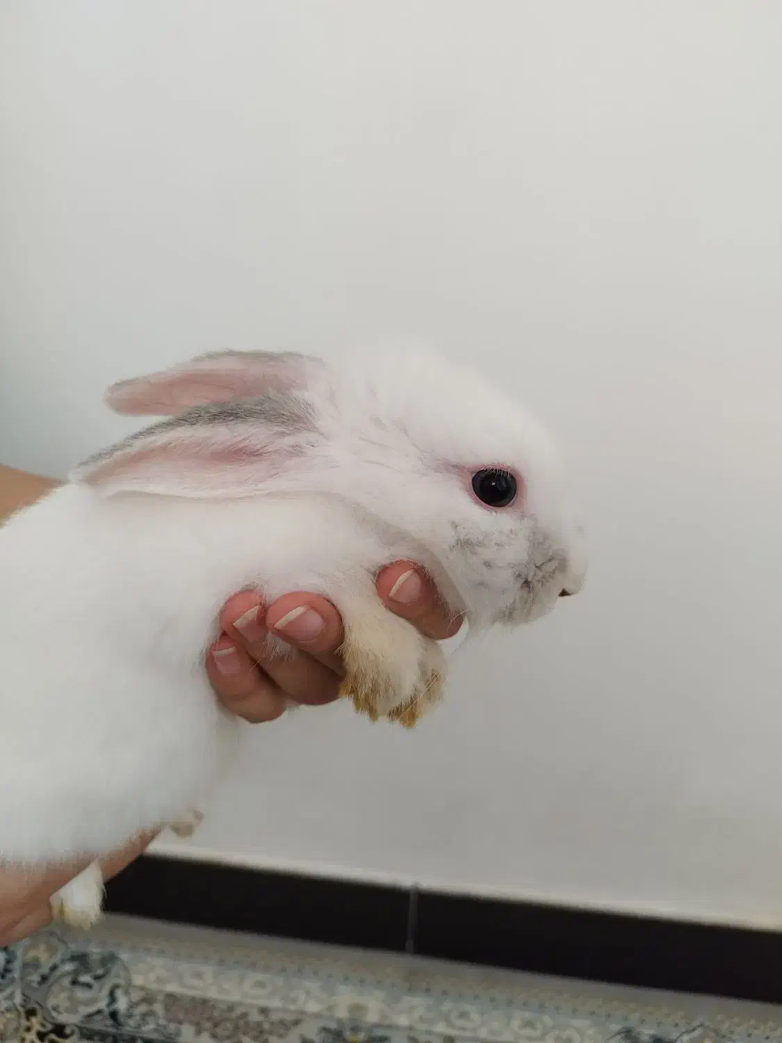 خرگوش سفید|موش و خرگوش|میاندوآب, |دیوار