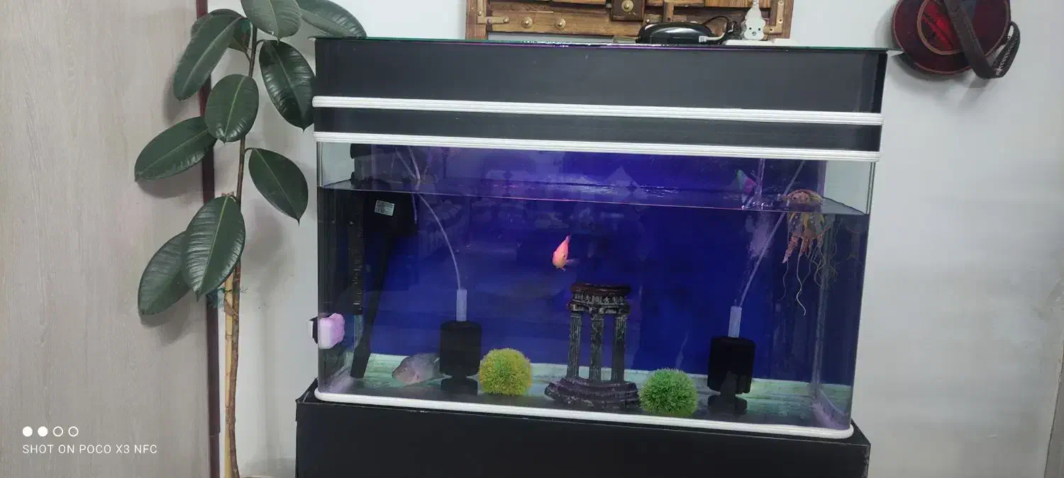 فروش آکواریوم بزرگ وپایه دار|ماهی|خرمآباد, |دیوار