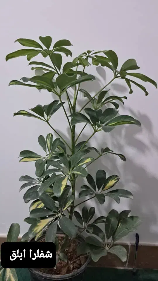 انواع گل های آپارتمانی|گل و گیاه طبیعی|مرودشت, نقش رستم|دیوار