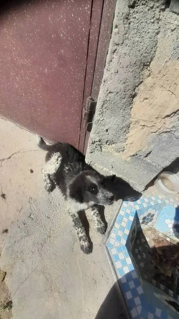 سگ معاوضه با پرنده|سگ|لردگان, |دیوار