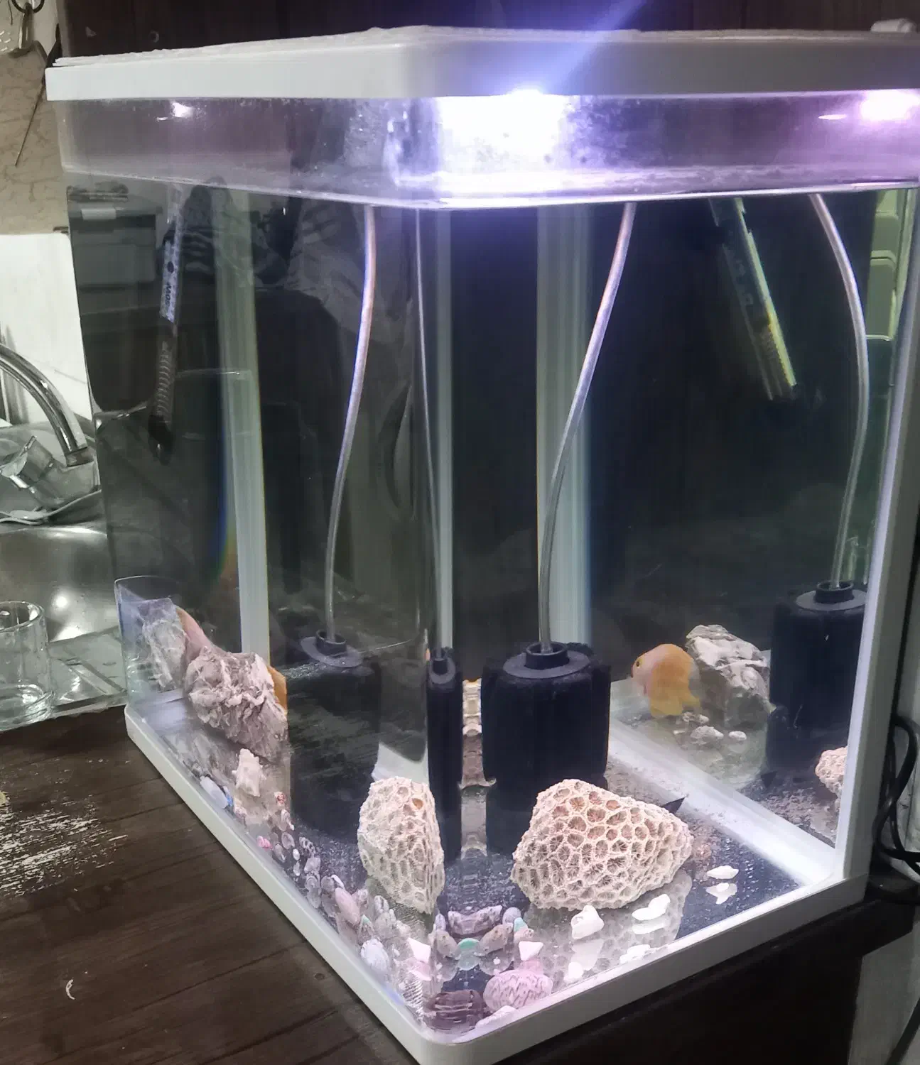 اکواریوم|ماهی|قدس, شهر‌قدس|دیوار