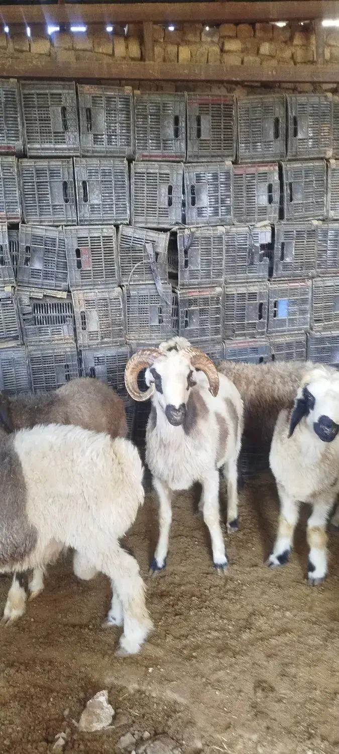 بره قوچ بختیاری اصل|حیوانات مزرعه|سیدان, |دیوار