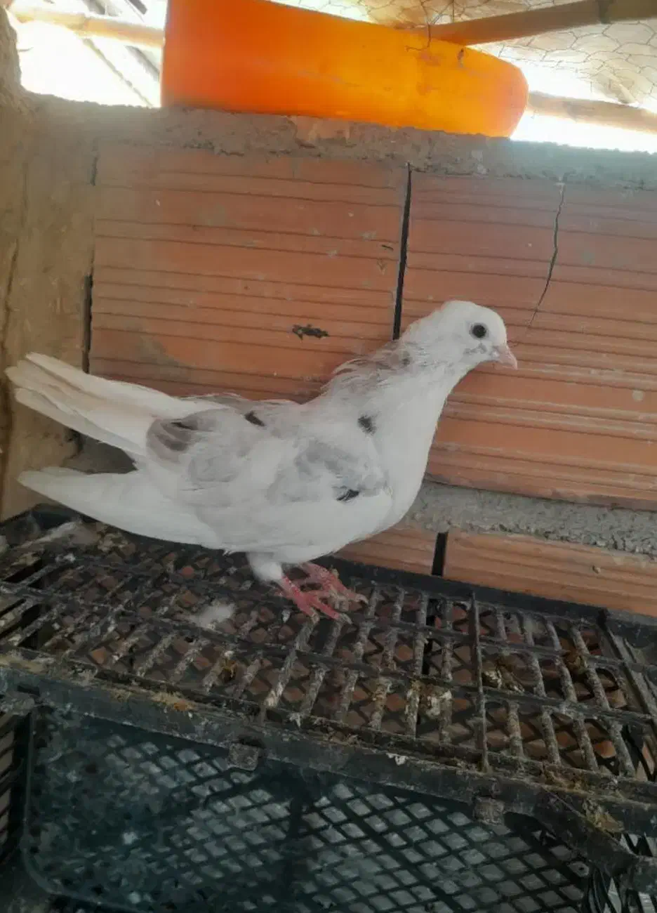 کبوتر پرشی معاوضه|پرنده|آق قلا, |دیوار