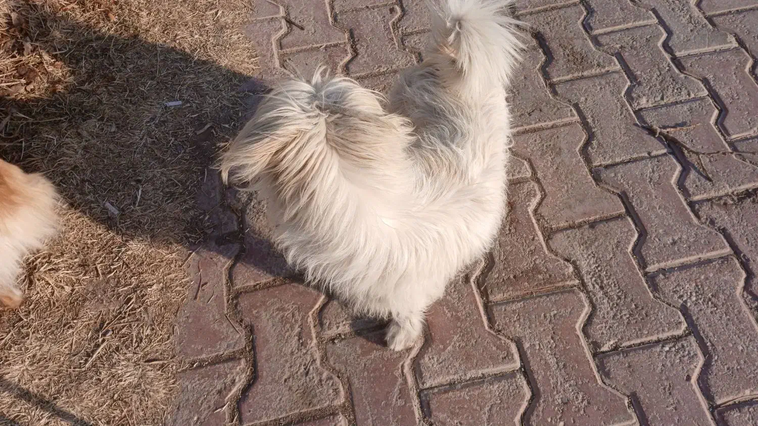 سگ نژاد شیتزو|سگ|فولادشهر, A6|دیوار