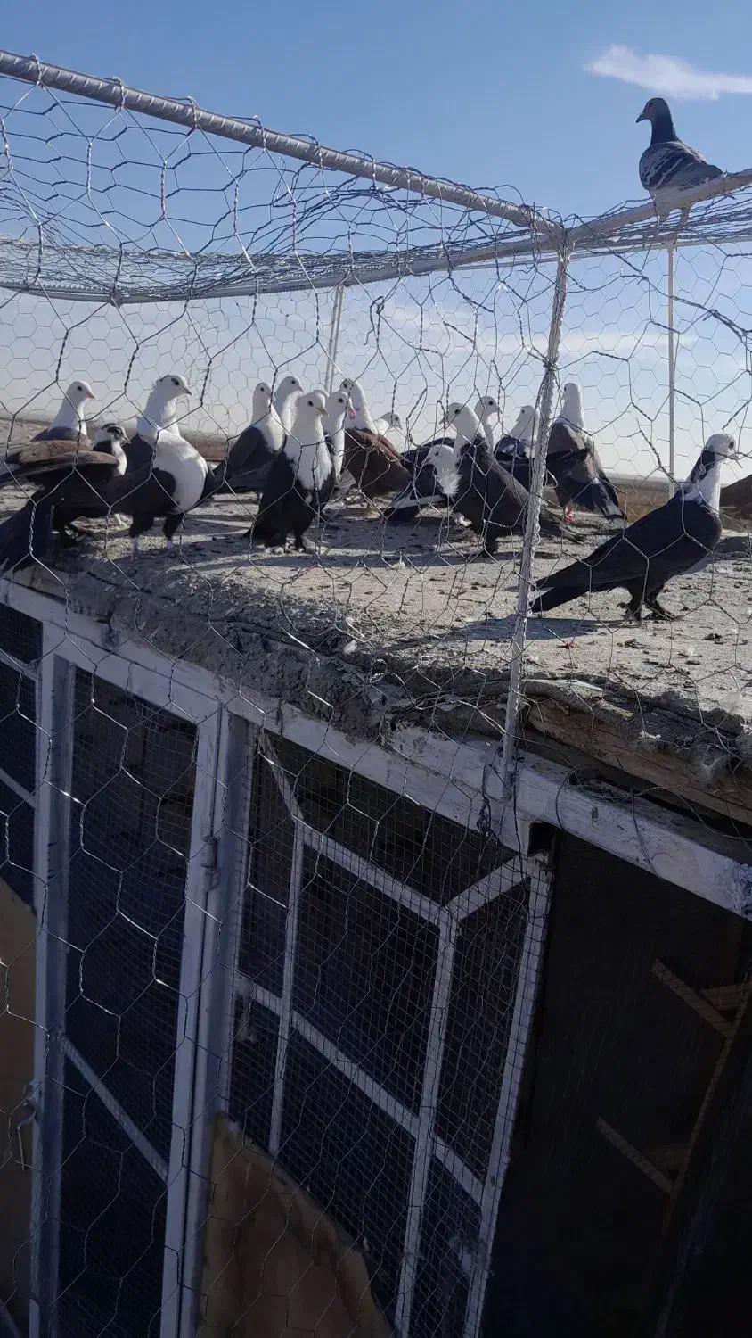 کلاغ کربلایی کله سفید|پرنده|مه ولات, |دیوار