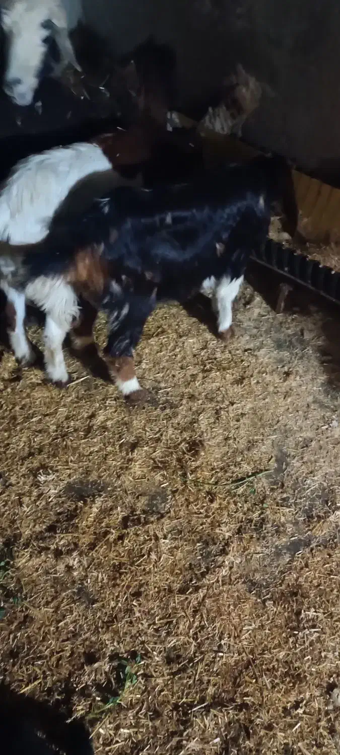 بز  فروشی|حیوانات مزرعه|بندر ماهشهر, |دیوار