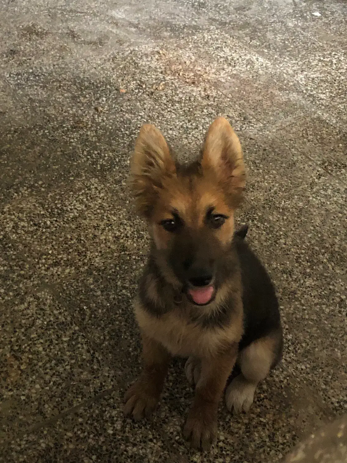 سگ گمشده|سگ|نوشهر, |دیوار