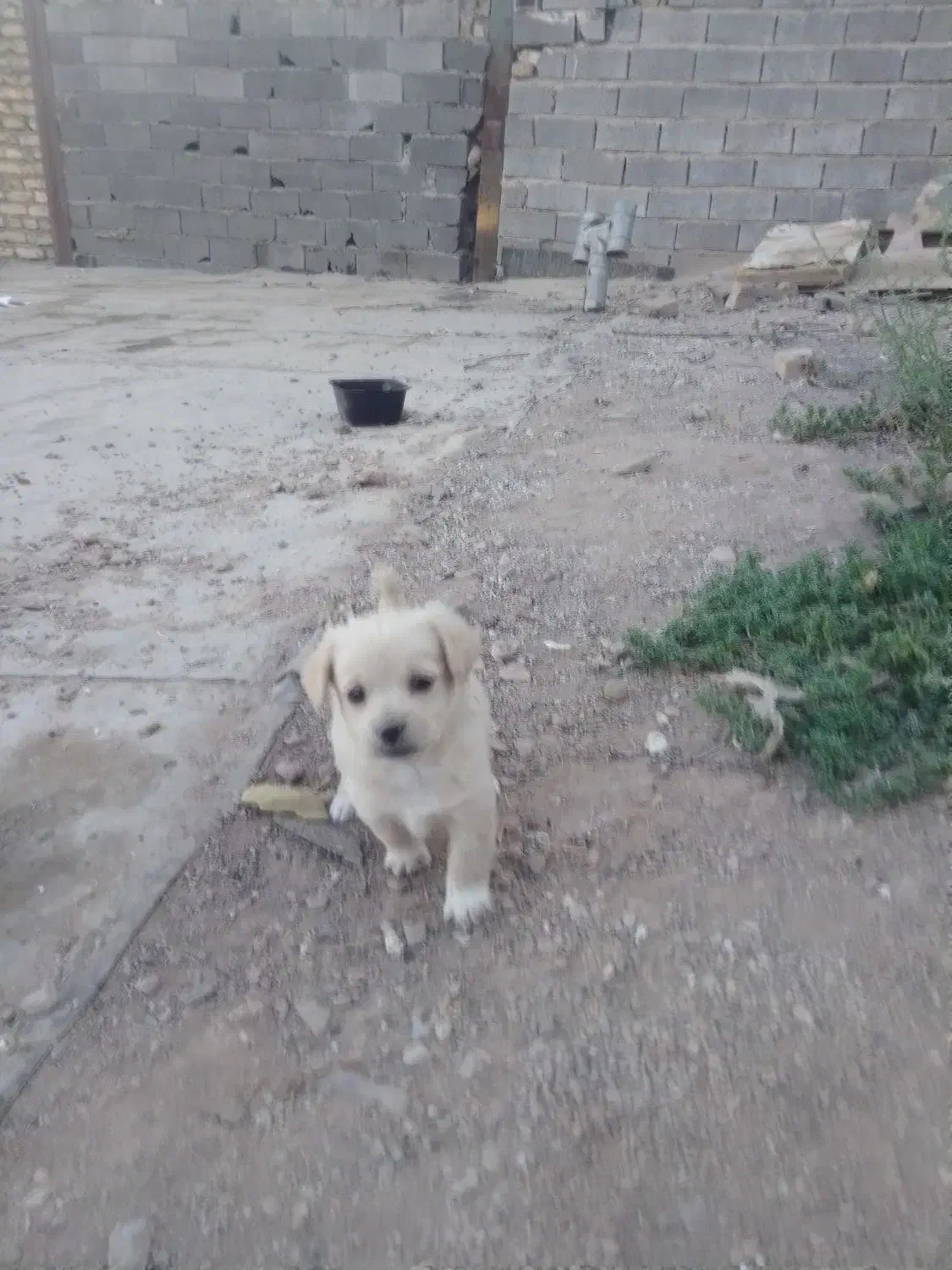 واگذاری         توله سگ پاکوتاه گلدن ریوتور|سگ|بومهن, |دیوار