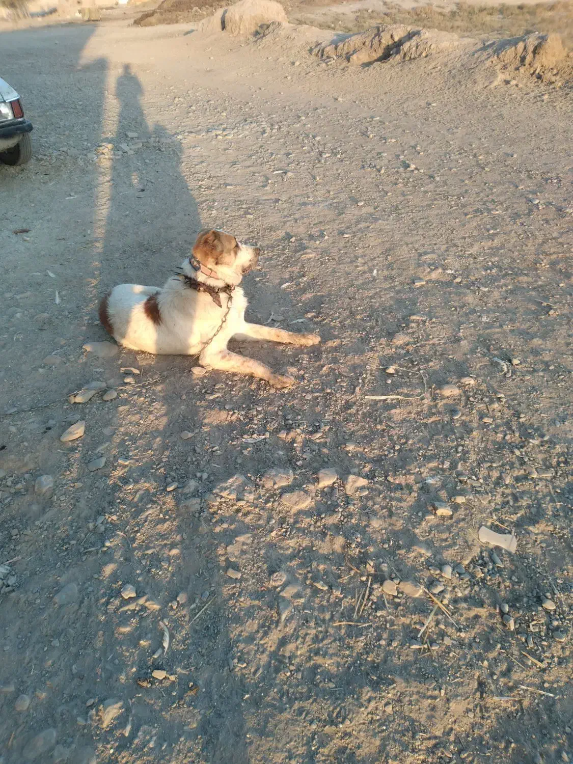 سگ نگهبان|سگ|تربت جام, جلگه موسی آباد|دیوار