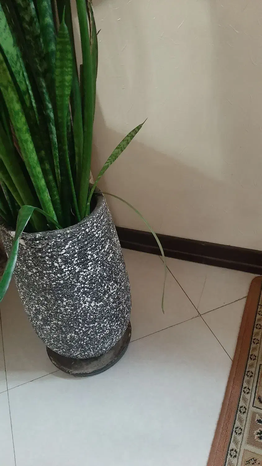 گل سانسوریا|گل و گیاه طبیعی|اصفهان, گرکان|دیوار