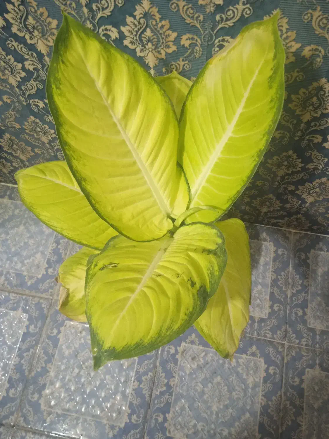 گل انتوریوم حراجی۹۹|حراج|بروجرد, |دیوار