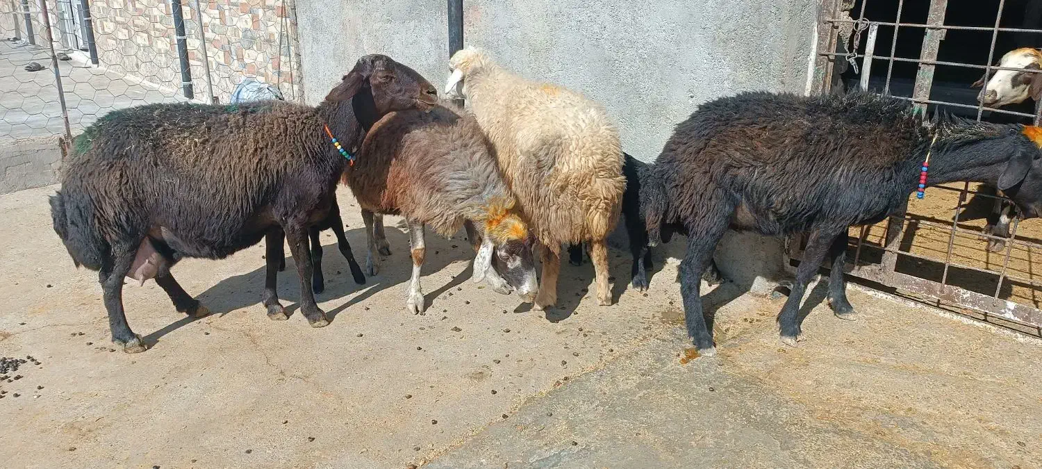 میش و بره|حیوانات مزرعه|کوهدشت, |دیوار