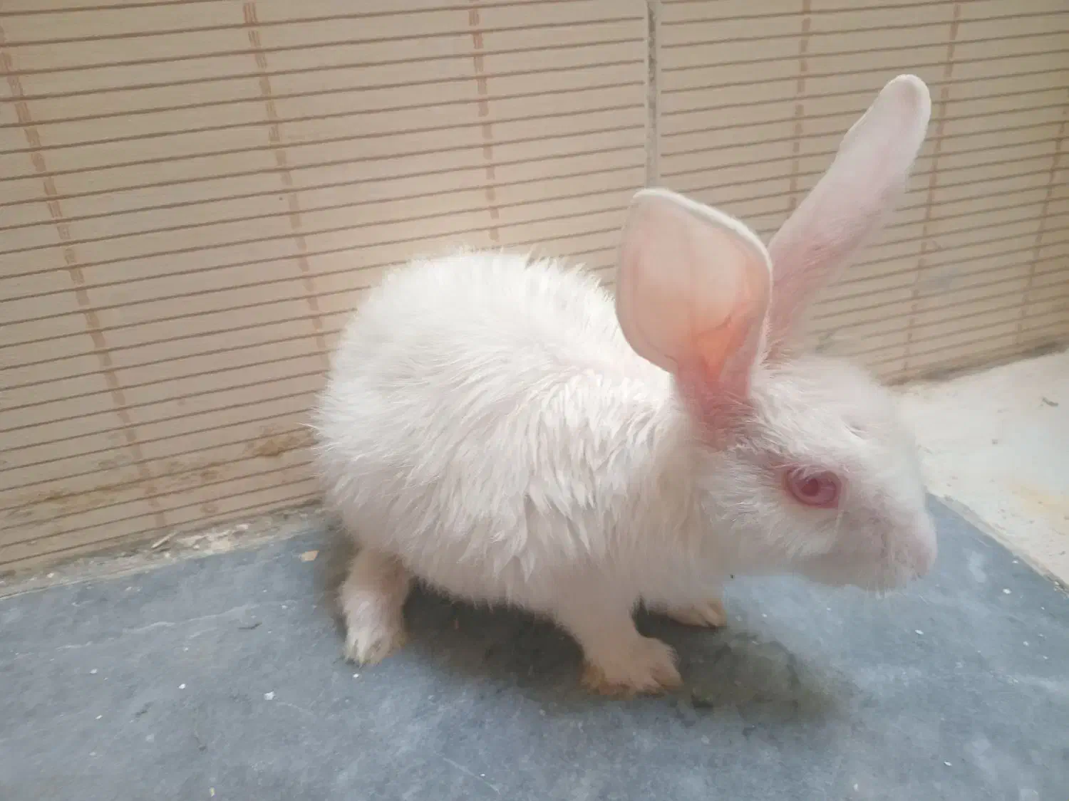 خرگوش|موش و خرگوش|بیرجند, |دیوار