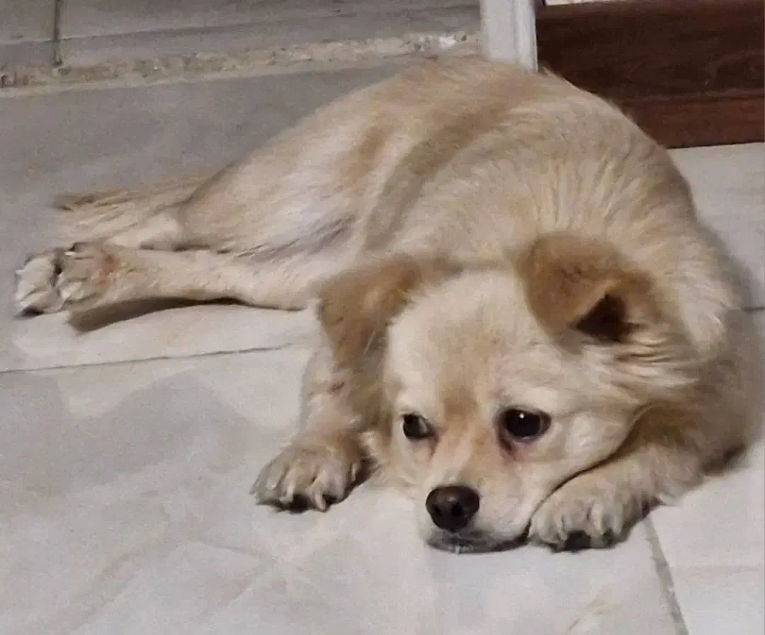 سگ پامر اشپیتز|سگ|شهریار, رضی آباد بالا|دیوار