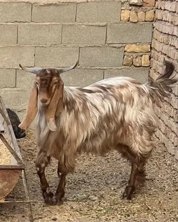 بز نر پاکستانی|حیوانات مزرعه|بشاریات, |دیوار