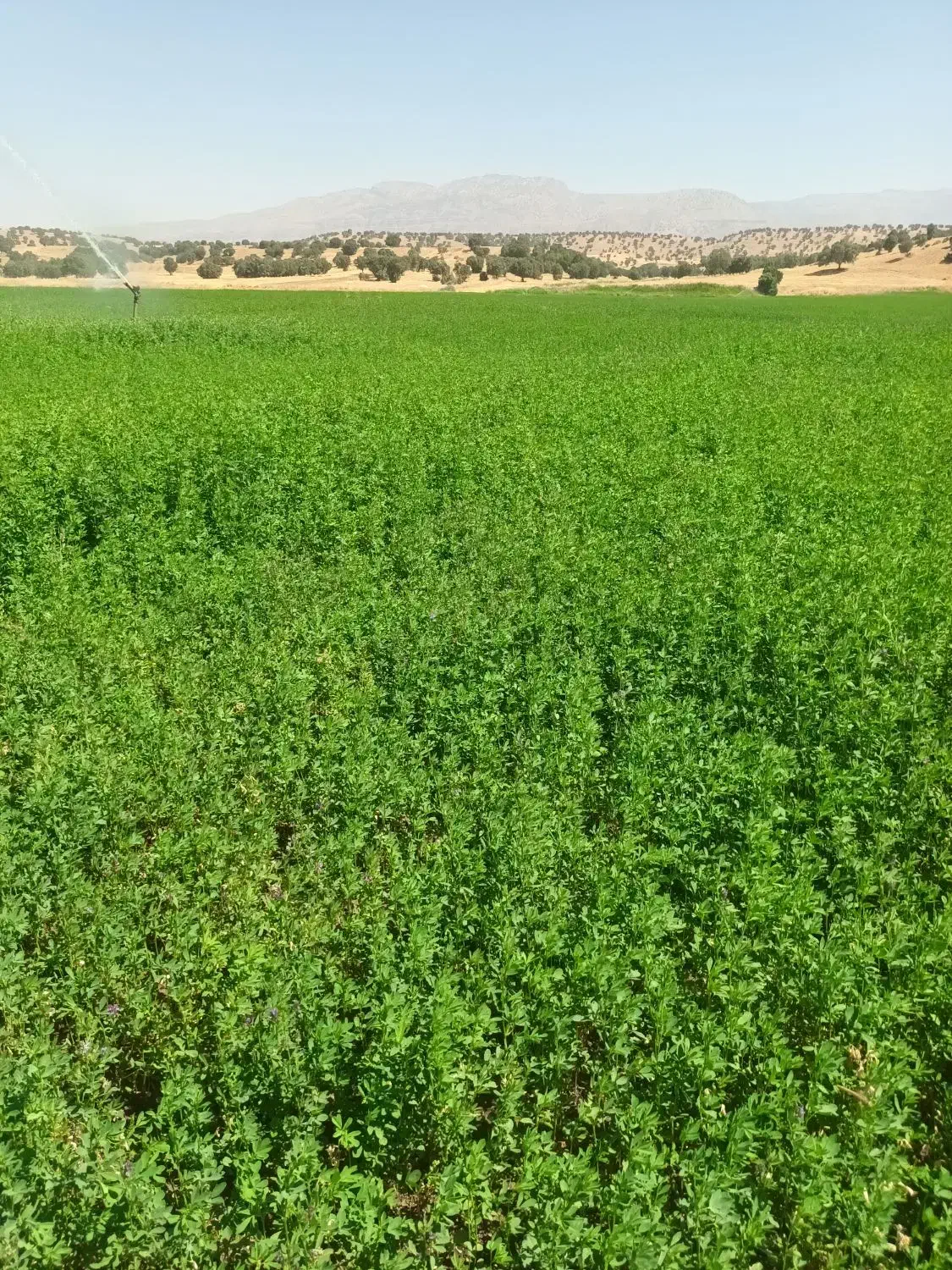 یونجه چن سوم و چهارم|حیوانات مزرعه|شاهیوند, |دیوار