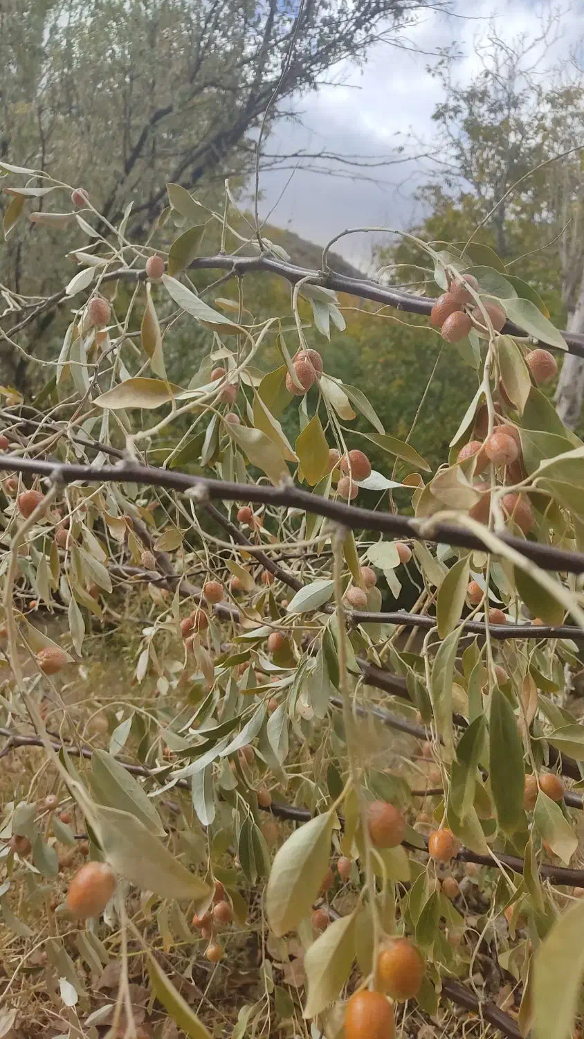 باغ،زمین باغی، ویلا|فروش دفتر صنعتی، کشاورزی، تجاری|زاینده رود, |دیوار