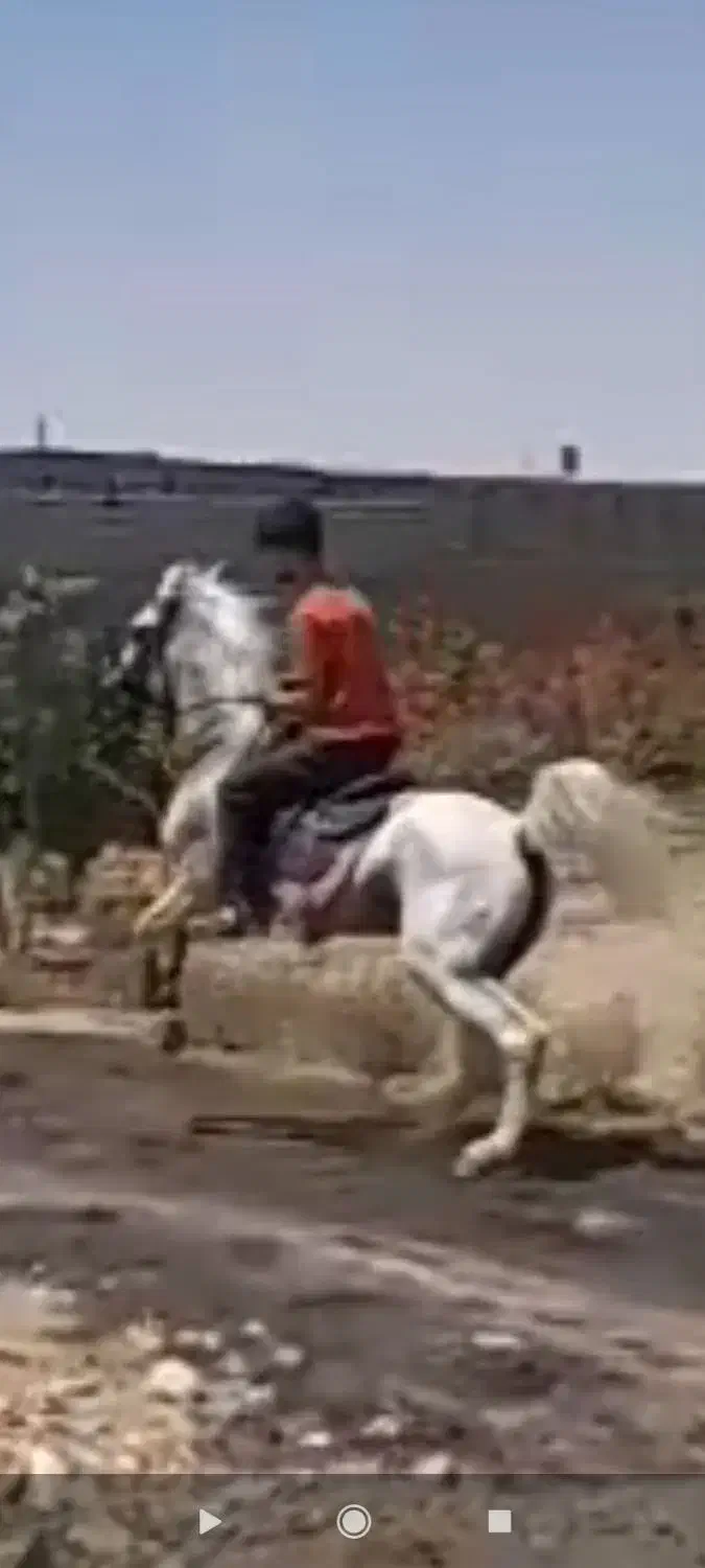 اسب نریان|اسب و تجهیزات اسب‌سواری|خمینی‌شهر, |دیوار