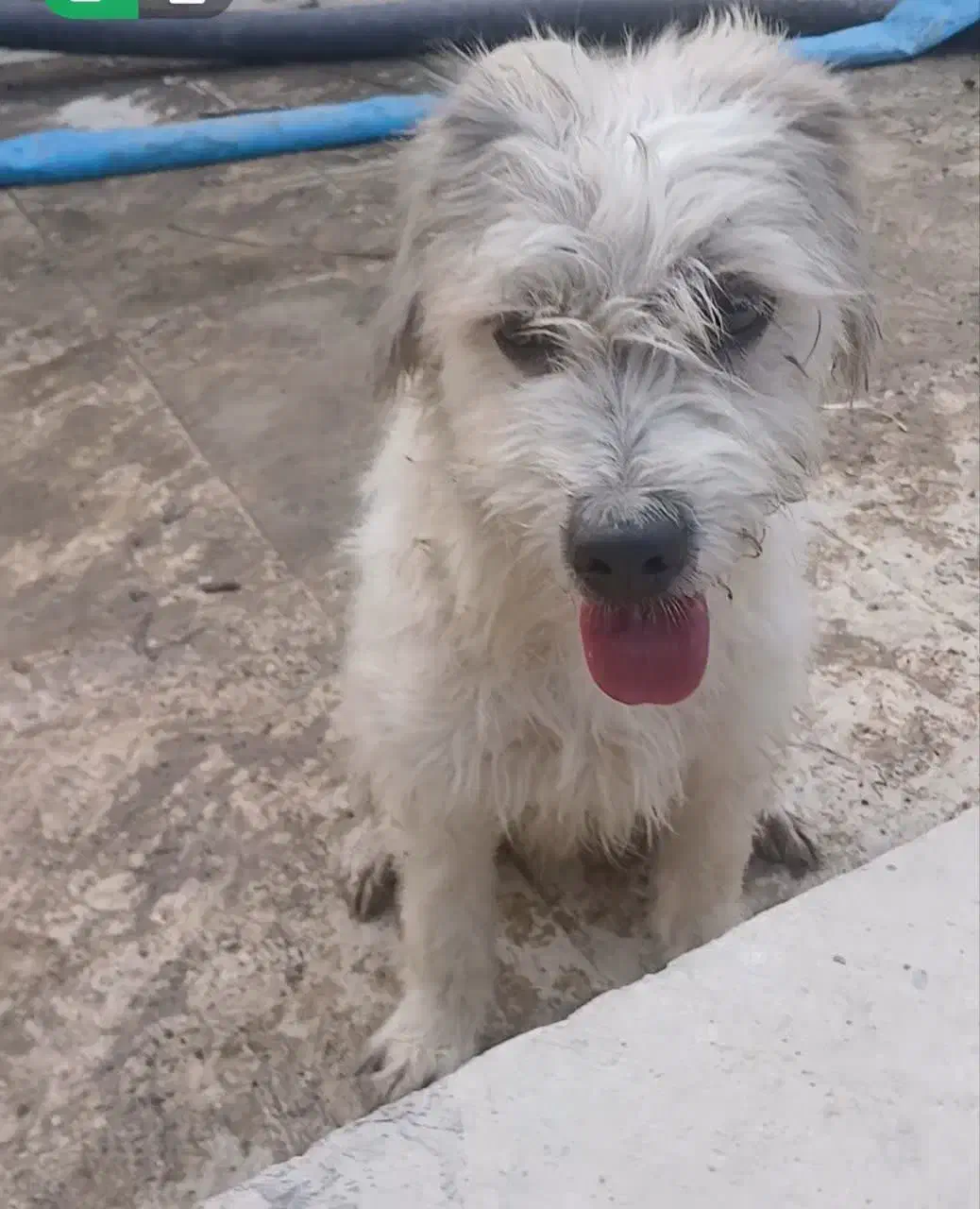 واگذاری|سگ|وحیدیه, |دیوار