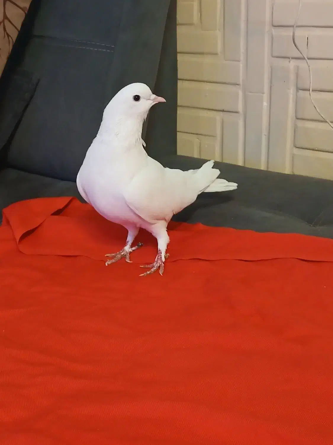 کبوتر های فروشی|پرنده|تهران, مختاری|دیوار