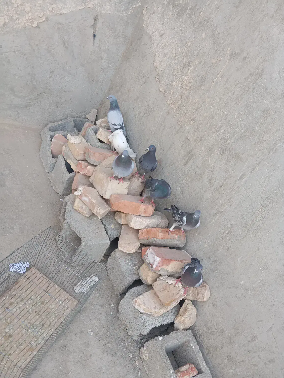 کبوتر ها فروشی|پرنده|سراوان, |دیوار