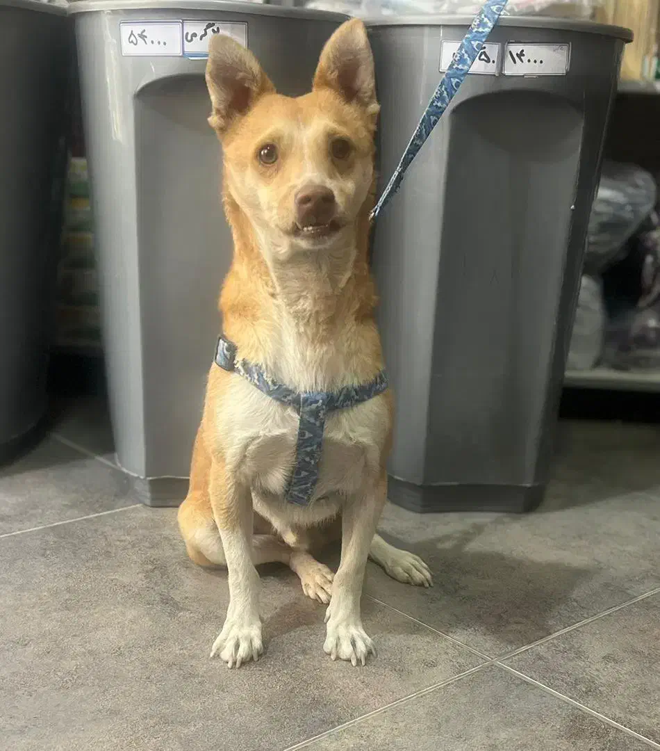 واگذاری رایگان|سگ|باغستان, |دیوار