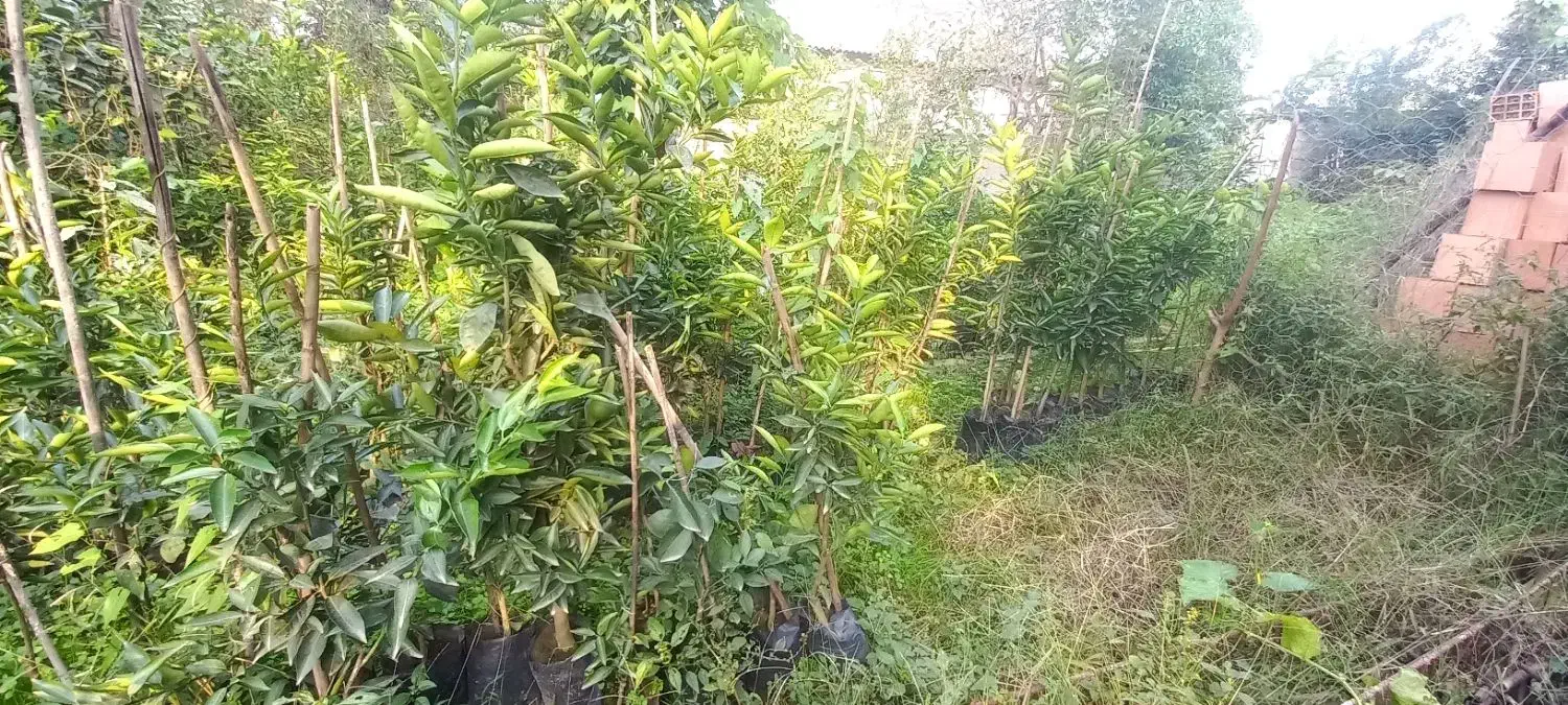 نهال مرکبات تامسون و نارنگی و خونی و...|گل و گیاه طبیعی|مرزیکلا, |دیوار