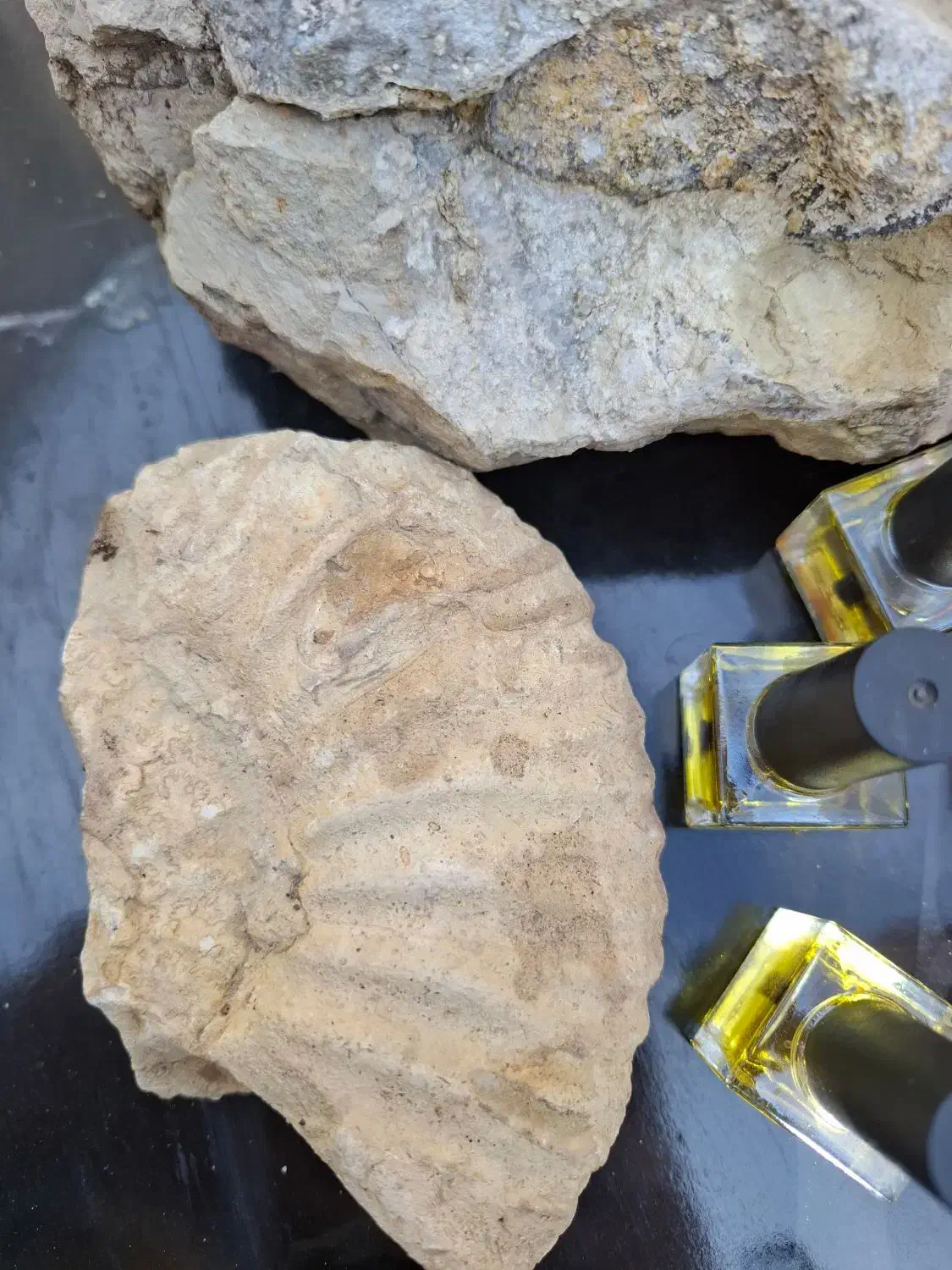 فسیل|کلکسیون اشیاء عتیقه|بجنورد, |دیوار