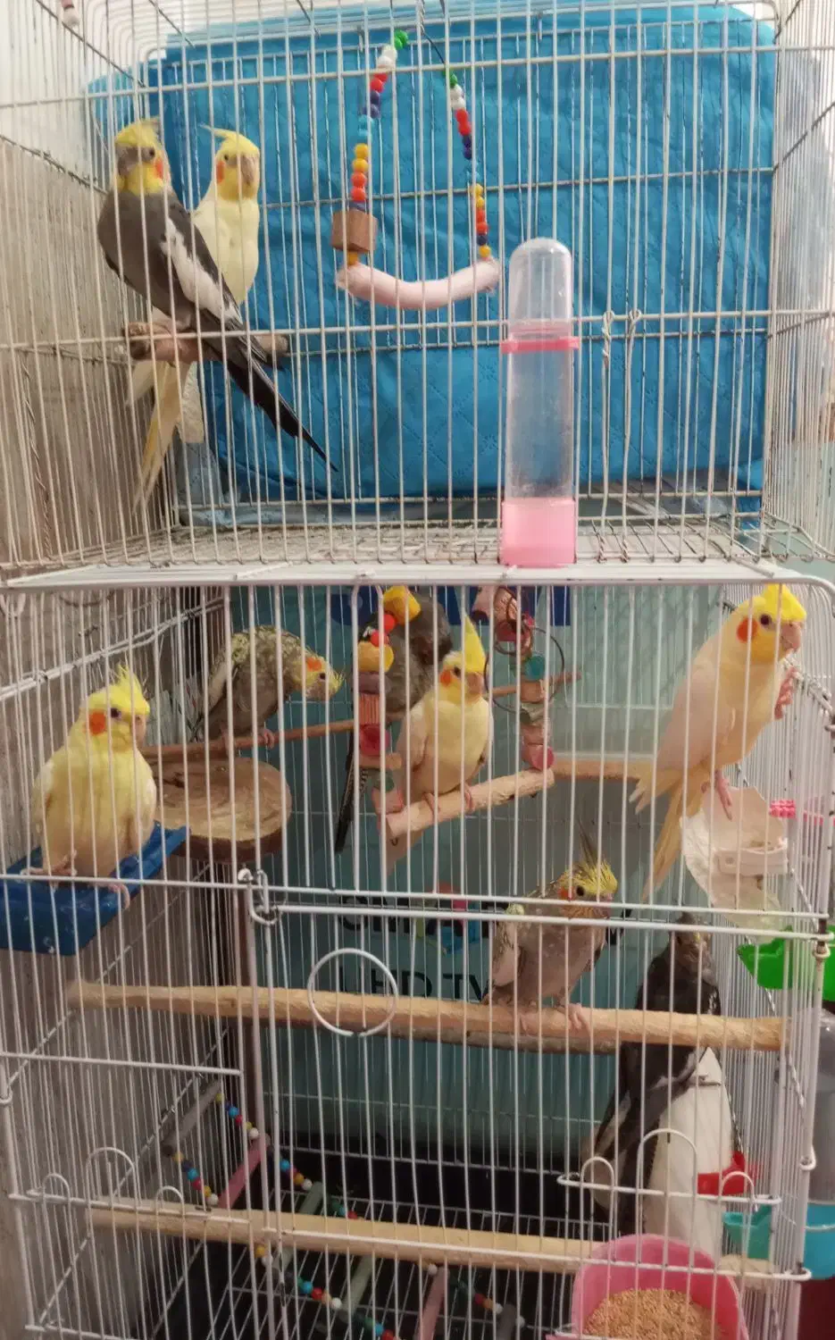 عروس هلندی|پرنده|رستمآباد, |دیوار