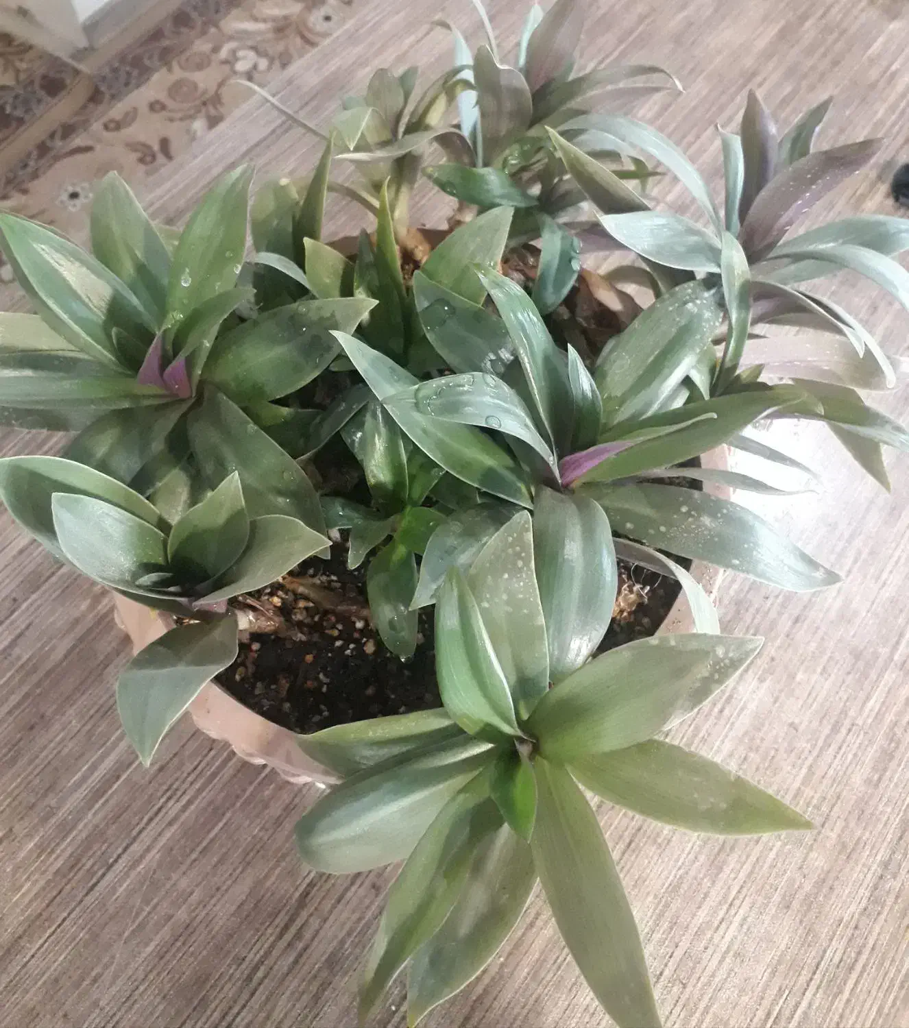 زیپلین (موسی در گهواره) و ساکولنت|گل و گیاه طبیعی|تبریز, |دیوار