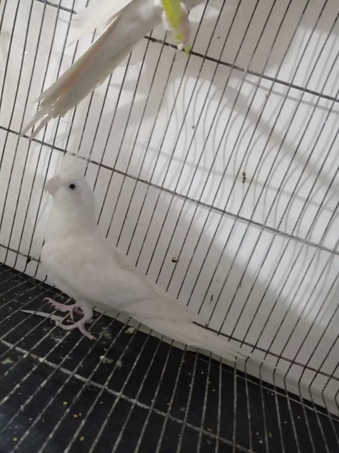 عروس هلندی آلبینو|پرنده|مشهد, کشف|دیوار