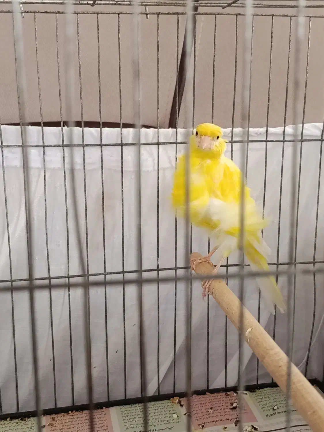 قناری ماده|پرنده|رشت, چمارسرا|دیوار