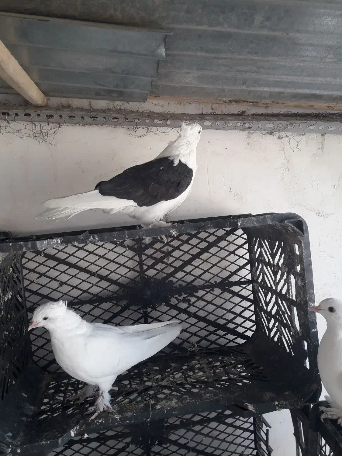 کفتر دوکت سیاه|پرنده|قم, شهرک امام حسین|دیوار