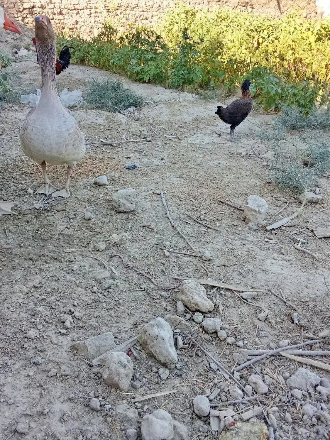 بت فروشی|حیوانات مزرعه|زهک, |دیوار