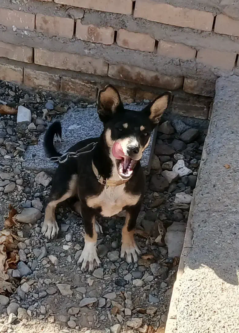 سگ پاپی ۱۰ ماهه|سگ|نصر آباد, |دیوار